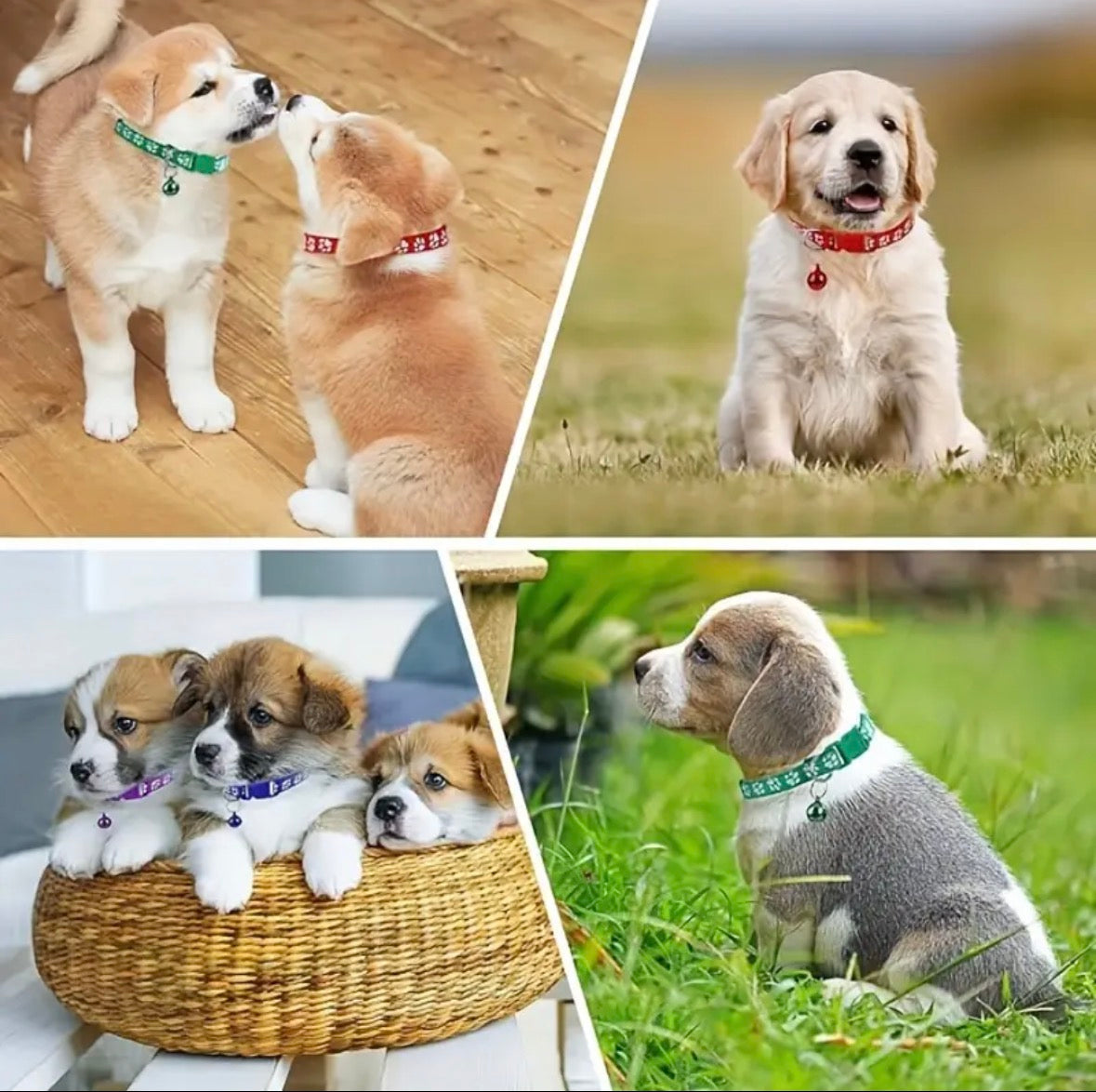 Collier Pour Chiot